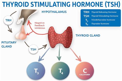 thyrotropin - TSH Levels